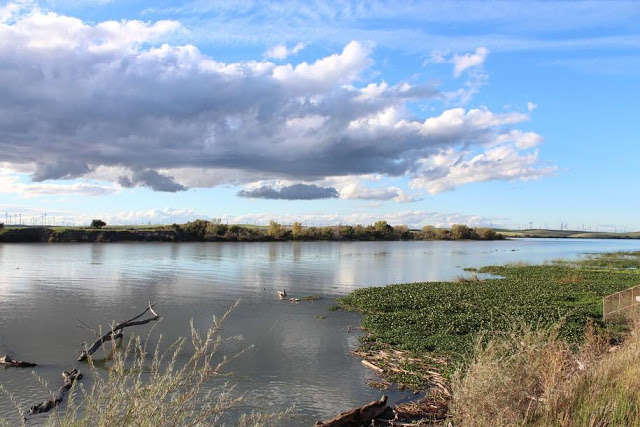 sacramento_river.jpg 