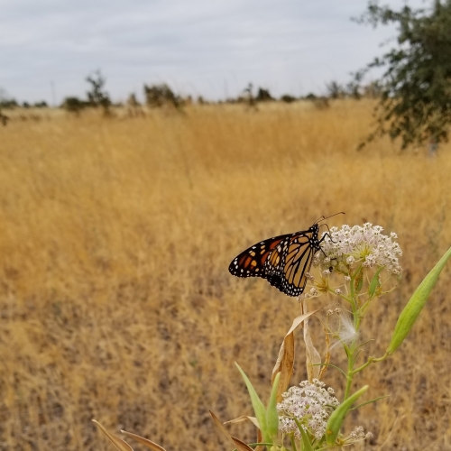 sm_monarch_butterfly_xerces_society__stephanie_mcknight.jpg