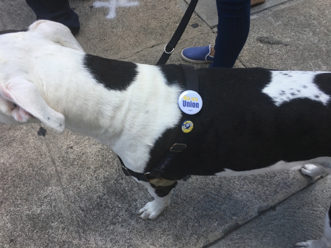 sm_ilwu6_sf_vca_dog.jpg