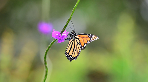 monarch-butterfly-milkweed_shutterstock_495x275.jpg 