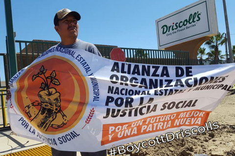480_boycott-driscolls-alianza.jpg