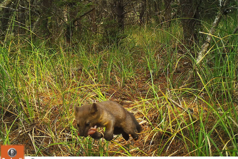 480_humboldt-marten-mark-linnell-us-forest-service_fpwc.jpg