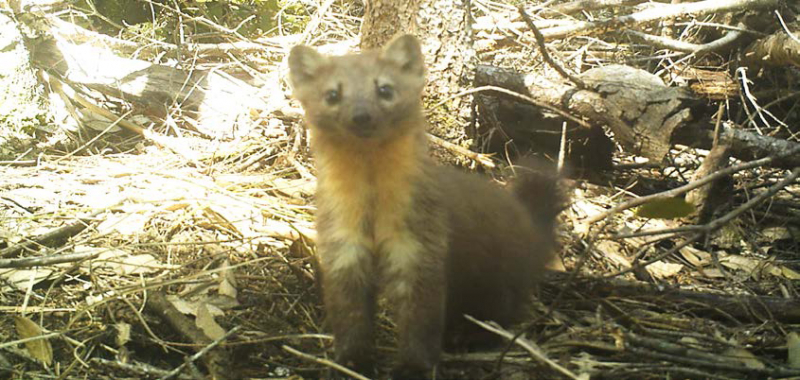 sm_humboldt-marten-3-charlotte-eriksson-oregon-state-university-fpwc.jpg 