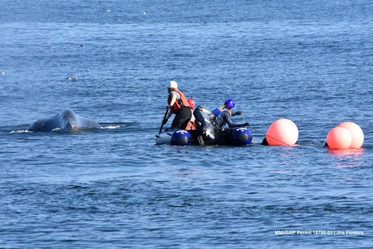 sm_humpback_whale_entanglement_santa_cruz_california_1.jpg 