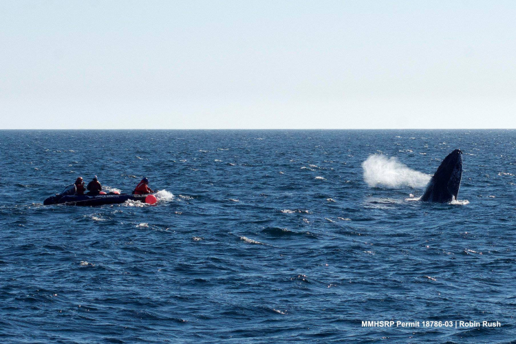 sm_humpback_whale_entanglement_santa_cruz_california_2.jpg 