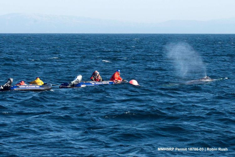 sm_humpback_whale_entanglement_santa_cruz_california_3.jpg 