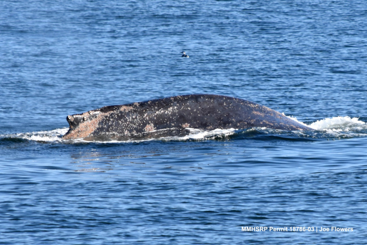 sm_humpback_whale_entanglement_santa_cruz_california_4.jpg 