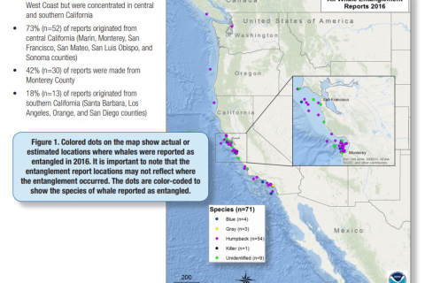 480_california_whale_entanglements_2016_san_francisco_monterey_bay.jpg