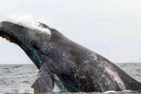 480_california_whale_entanglements_humpback.jpg