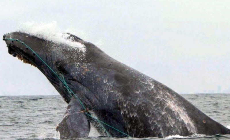 sm_california_whale_entanglements_humpback.jpg 