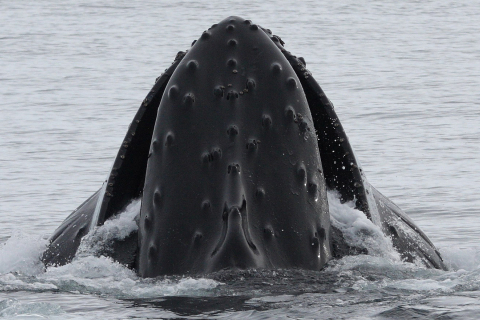 480_humpback_whale_entanglements_1.jpg 
