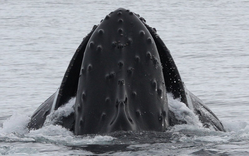 sm_humpback_whale_entanglements.jpg 