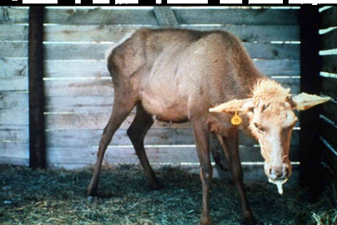 elk.jpg