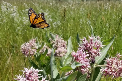 480_monarch-flying-over-showy-milkweed-oregon-stephanie-mcknight-768x768.jpg