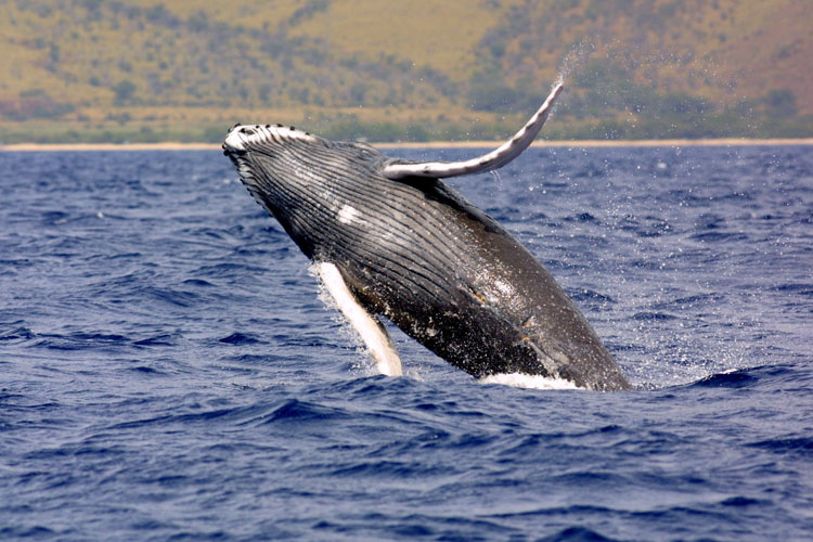 humpback-breaching-noaa-fpwc.jpg 