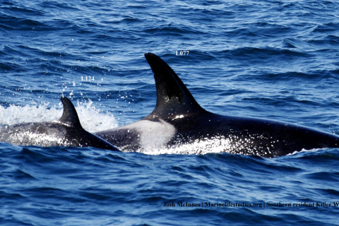 480_lucky_orca_baby_calf_l-pod_monterey_bay_l124_l077_southern-resident-killer-whales.jpg