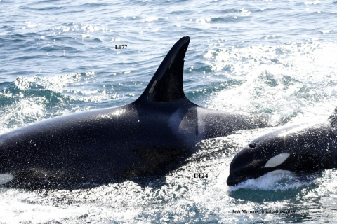 480_lucky_orca_baby_calf_l-pod_monterey_bay_l124_l077_southern-resident-killer-whales_2.jpg
