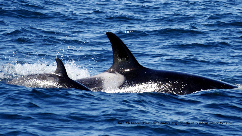 sm_lucky_orca_baby_calf_l-pod_monterey_bay_l124_l077_southern-resident-killer-whales.jpg 