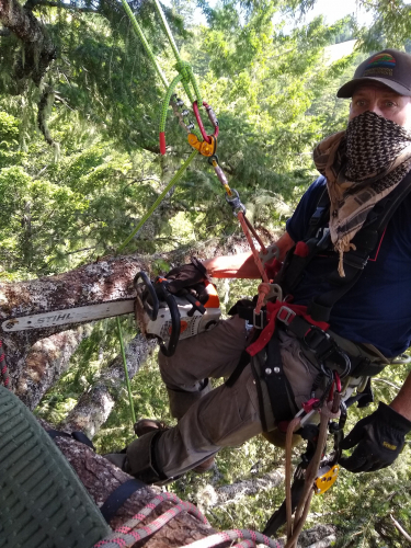 sm_6-13-19climber_in_rook_s_treesit.jpeg 