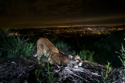 480_verdugos_mountains_lion_female_los_angeles_national_park_service.jpg