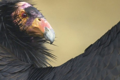 480_gettheleadout_californiacondor_scottfrier_usgs_1.jpg