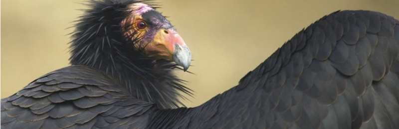 sm_gettheleadout_californiacondor_scottfrier_usgs.jpg 