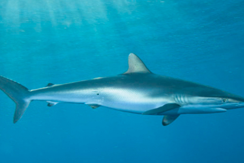 silky-shark-andymurch.jpg