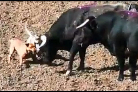dogs_baiting_bulls_salinas_rodeo_2019_from_shark_video.jpg