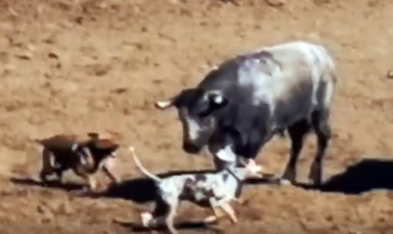 sm_california-salinas-rodeo-2019---dogs-attacking-bulls.jpg 
