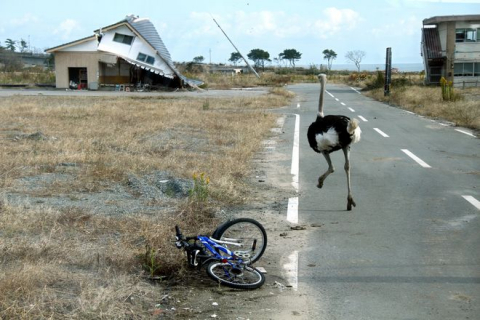 fukushima_ostrich.jpg