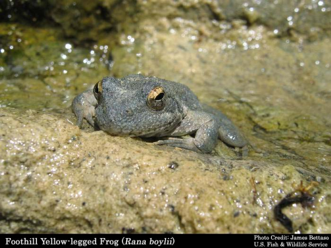 sm_close-up_foothill_yellow-legged_frog.jpg 