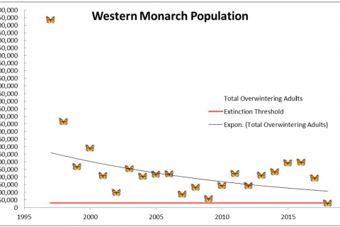 480_western-monarch-population-center-for-biological-diversity.jpg