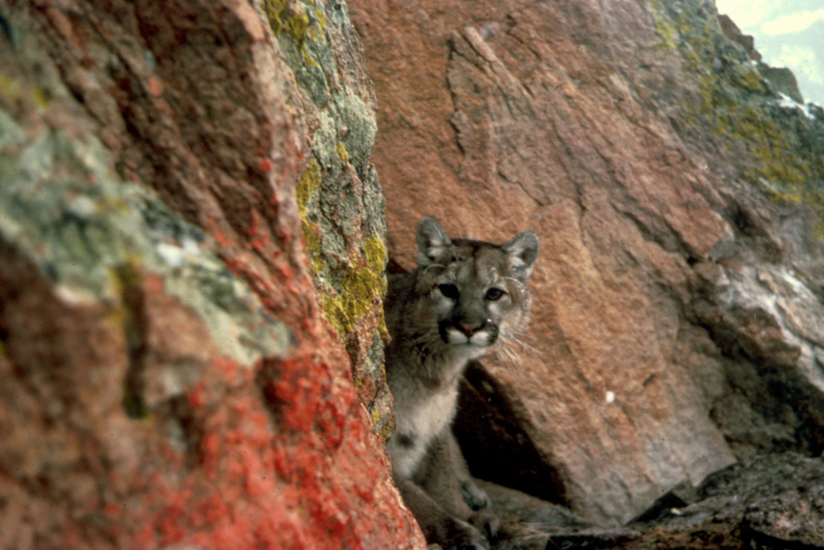 sm_mountainlion_usfws_fpwc_1.jpg 