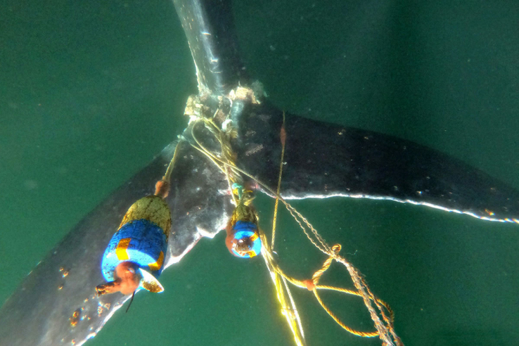 sm_humpback_whale_entanglement_rescue_monterey_bay_may_18_2020_credit_noaa_fisheries.jpg 