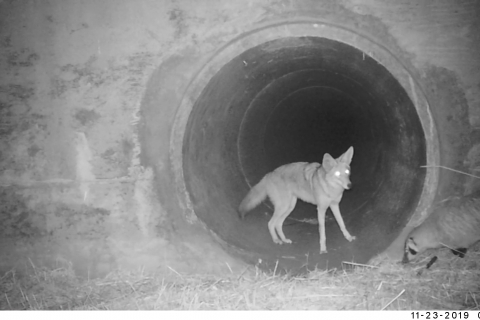 480_coyote-badger.jpg