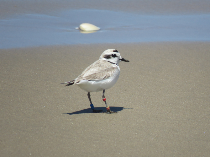 sm_snowy_plover_by_jeff_miller_center_for_biological_diversity.jpg 