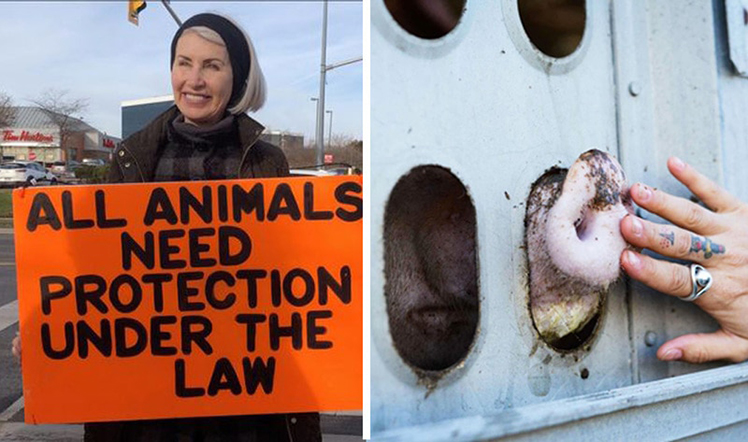 animal liberation front animal liberation front