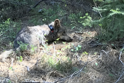 480_female-gray-wolf-lassen-county-june-2020.jpg