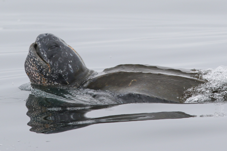 sm_leatherback_seaturtle_by_kate_spencer_fast_raft_ocean_safaris_monterey_bay_fpwc_ok_for_media_use.jpg 