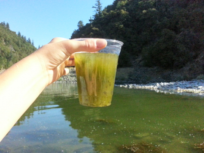sm_toxic-algae-klamath-river.jpg 
