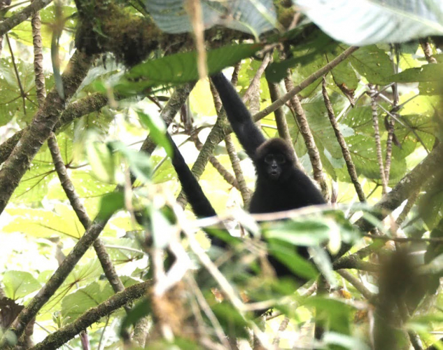 sm_monkey_ateles_fusciceps_fusciceps_bitty_roy_fpwc.jpeg 
