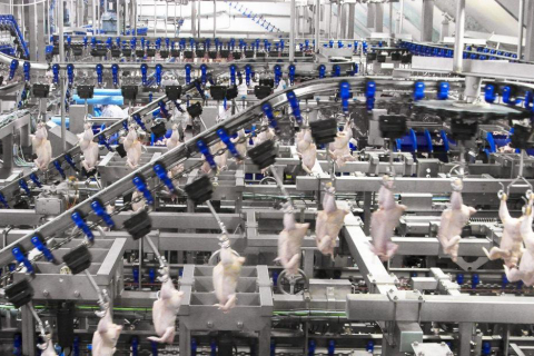 480_foster_farms_chicken_production_line.jpg