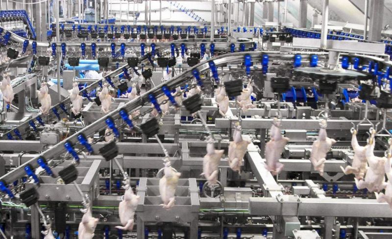 sm_foster_farms_chicken_production_line.jpg 