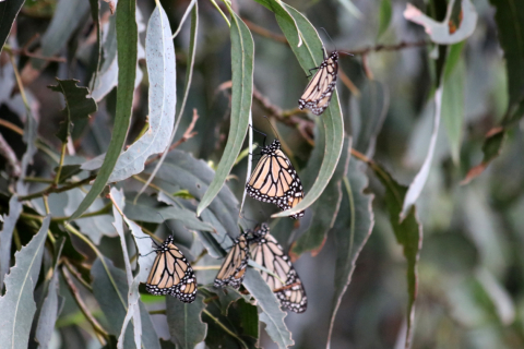 480_monarch-butterfly-ventura-county-lara-drizd-us-fish-and-wildlife-service.jpg