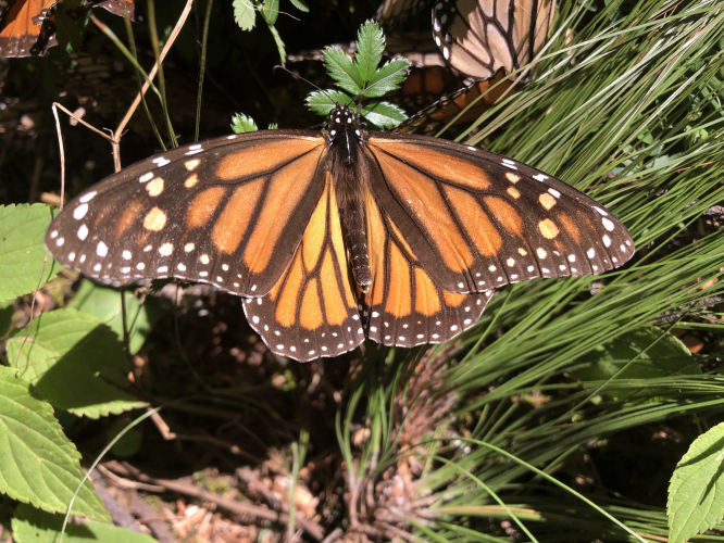 sm_monarch-butterfly-lori-ann-burd-center-fpwc.jpg 