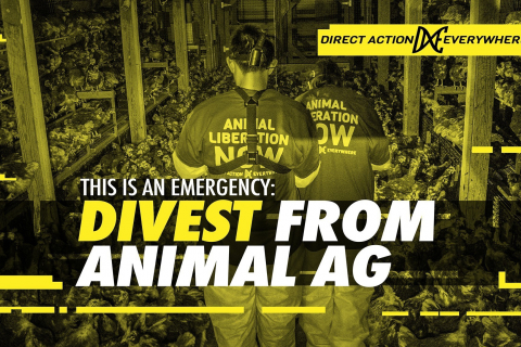 480_divest_from_animal_ag_1.jpg