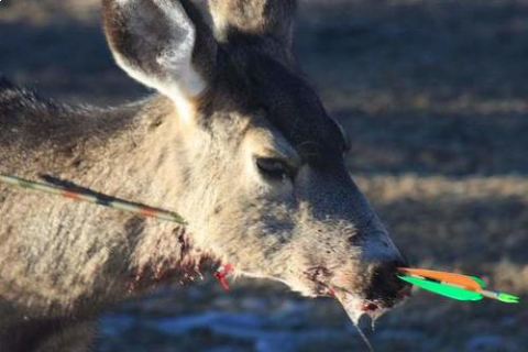 1arroweddeer.jpg