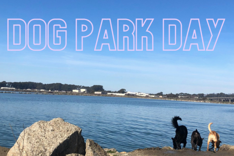 480_dog_park_day___1.jpg