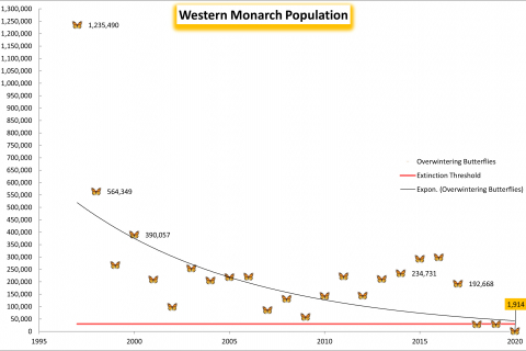 480_rswestern_monarch_population_2021_center_fpwc-hpr_1.jpg