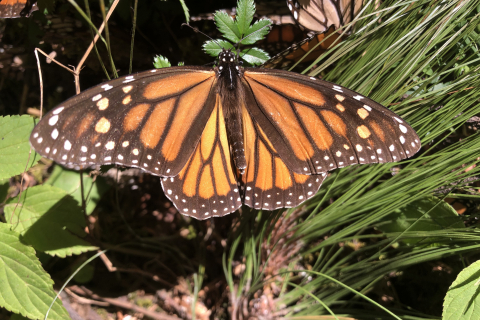 480_rsmonarch-butterfly-lori-ann-burd-center-fpwc_1.jpg